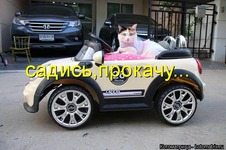 садись,прокачу...... Котоматрица: садись,прокачу...
