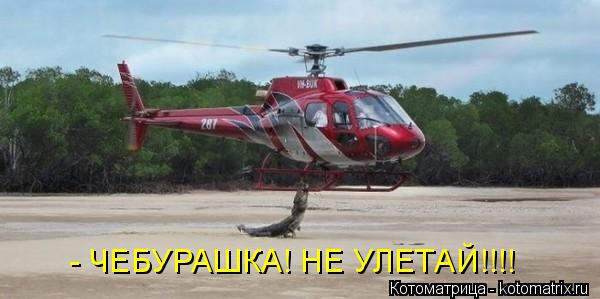 Котоматрица: - ЧЕБУРАШКА! НЕ УЛЕТАЙ!!!!