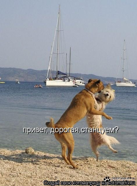 привет, дорогая,станцуем?... Котоматрица: привет, дорогая,станцуем?