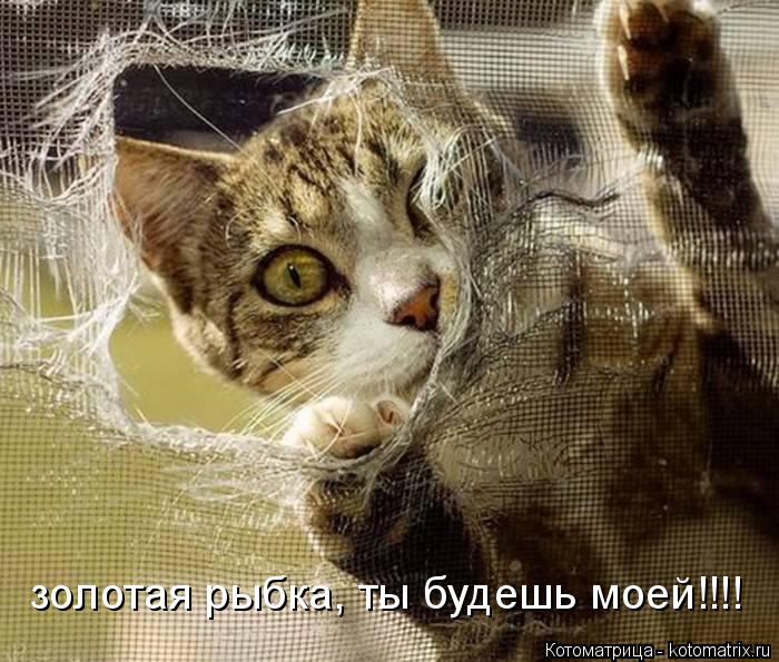 золотая рыбка, ты будешь моей!!!!... Котоматрица: золотая рыбка, ты будешь моей!!!!