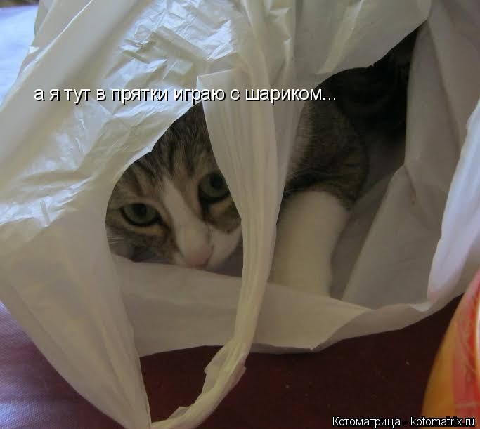 а я тут в прятки играю с шариком...... Котоматрица: а я тут в прятки играю с шариком...