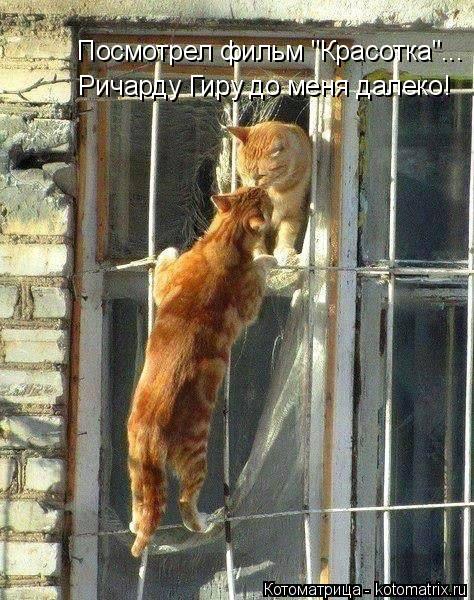 Ричарду Гиру до меня далеко! Посмотрел фильм "Красотка"...... Котоматрица: Ричарду Гиру до меня далеко! Посмотрел фильм "Красотка"...