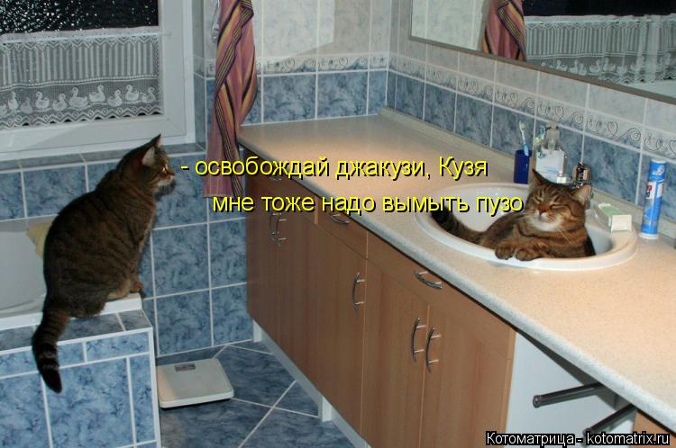 освобождай джакузи, Кузя мне тоже надо вымыть пузо -... Котоматрица: освобождай джакузи, Кузя мне тоже надо вымыть пузо -