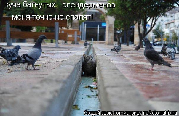 Котоматрица: куча багнутых слендерменов меня точно не спалят!