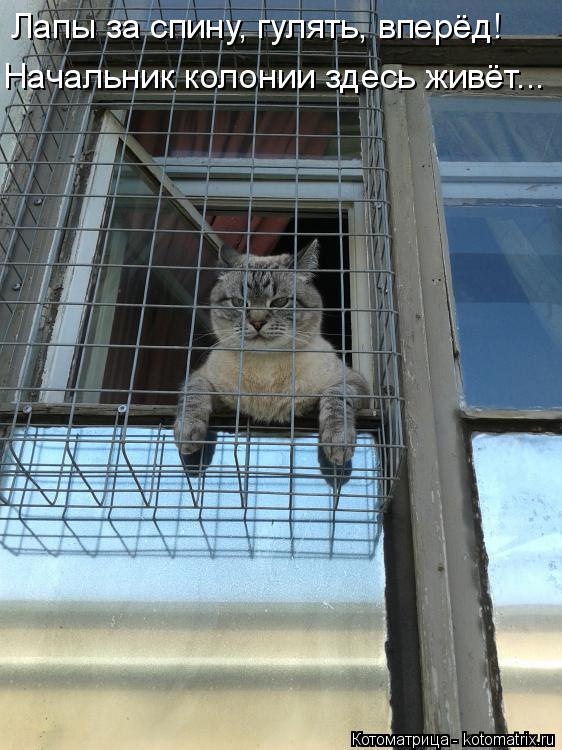 Начальник колонии здесь живёт... Лапы за спину, гулять, вперёд!... Котоматрица: Начальник колонии здесь живёт... Лапы за спину, гулять, вперёд!
