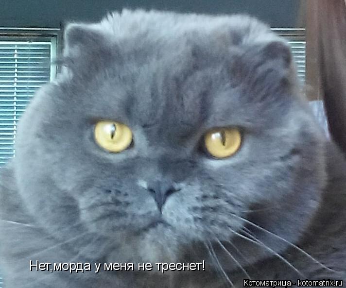 Нет,морда у меня не треснет!... Котоматрица: Нет,морда у меня не треснет!