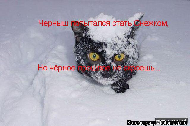 Котоматрица: Черныш попытался стать Снежком, Но чёрное прошлое не скроешь...