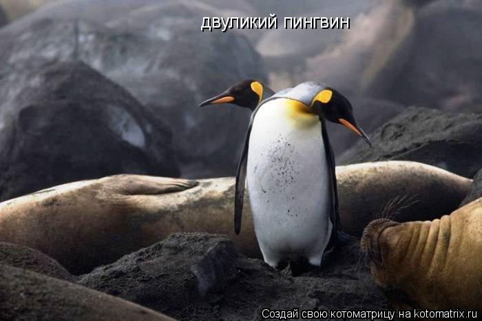 Котоматрица: двуликий пингвин