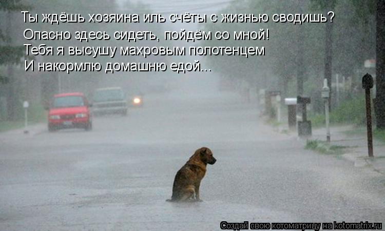 Ты ждёшь хозяина иль счёты с жизнью сводишь? Опасно здесь сидеть, пойдём со мной! Тебя я высушу махро... Котоматрица: Ты ждёшь хозяина иль счёты с жизнью сводишь? Опасно здесь сидеть, пойдём со мной! Тебя я высушу махровым полотенцем И накормлю домашню едой.