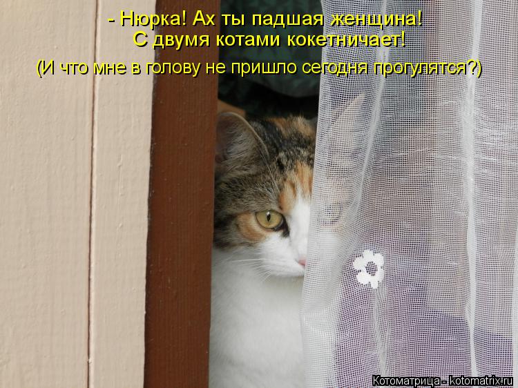 - Нюрка! Ах ты падшая женщина! С двумя котами кокетничает! (И что мне в голову не пришло сегодня прог... Котоматрица: - Нюрка! Ах ты падшая женщина! С двумя котами кокетничает! (И что мне в голову не пришло сегодня прогулятся?)