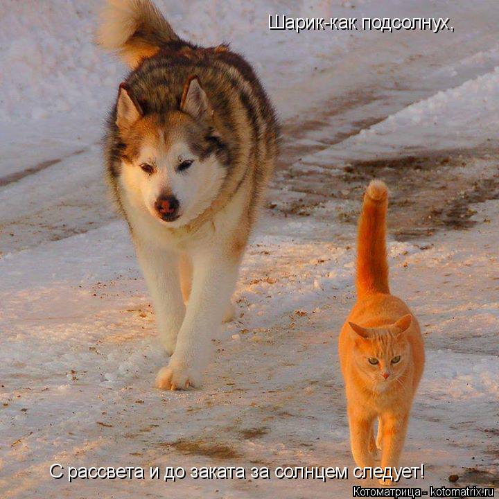 Котоматрица: Шарик-как подсолнух, С рассвета и до заката за солнцем следует!