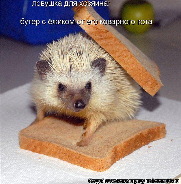 ловушка для хозяина: бутер с ёжиком от его коварного кота... Котоматрица: ловушка для хозяина: бутер с ёжиком от его коварного кота