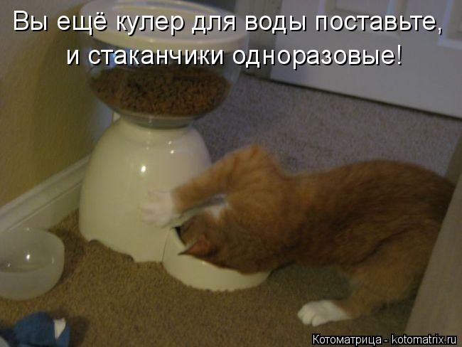 и стаканчики одноразовые! Вы ещё кулер для воды поставьте,... Котоматрица: и стаканчики одноразовые! Вы ещё кулер для воды поставьте,