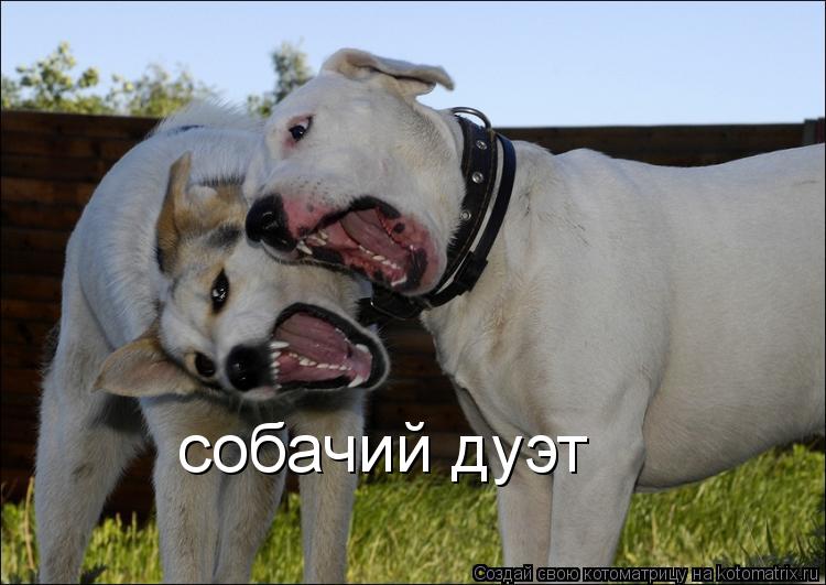 собачий дуэт... Котоматрица: собачий дуэт