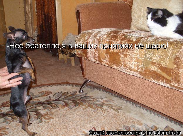 -Нее брателло,я в ваших понятиях не шарю!... Котоматрица: -Нее брателло,я в ваших понятиях не шарю!