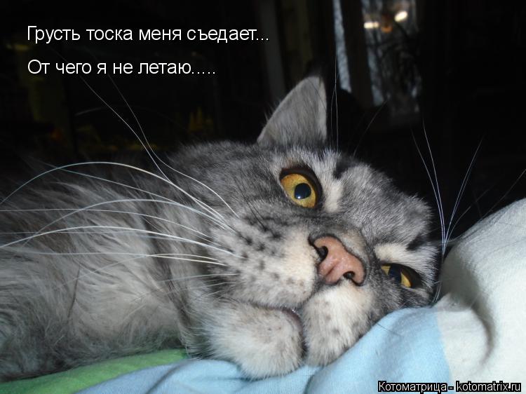 Котоматрица: Грусть тоска меня съедает... От чего я не летаю.....