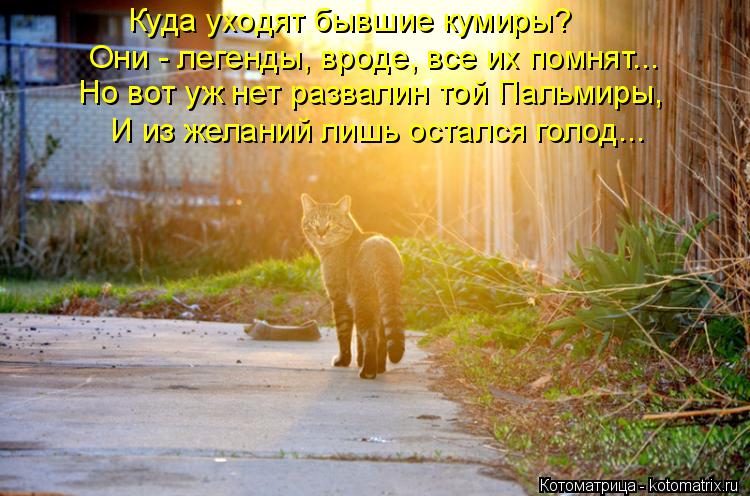 Котоматрица: Куда уходят бывшие кумиры? Они - легенды, вроде, все их помнят... Но вот уж нет развалин той Пальмиры, И из желаний лишь остался голод...