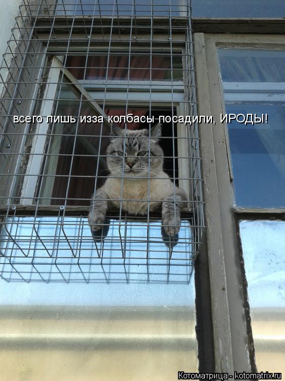всего лишь изза колбасы посадили, ИРОДЫ!... Котоматрица: всего лишь изза колбасы посадили, ИРОДЫ!