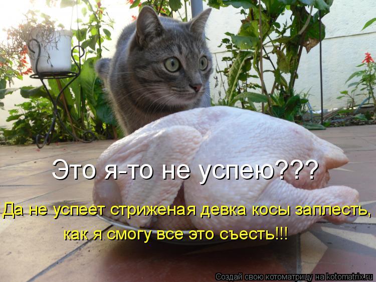 Котоматрица: Это я-то не успею??? Да не успеет стриженая девка косы заплесть, как я смогу все это съесть!!!