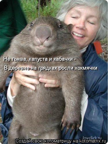 Не тыква, капуста и кабачки - В деревне на грядках росли хохмячки... Котоматрица: Не тыква, капуста и кабачки - В деревне на грядках росли хохмячки
