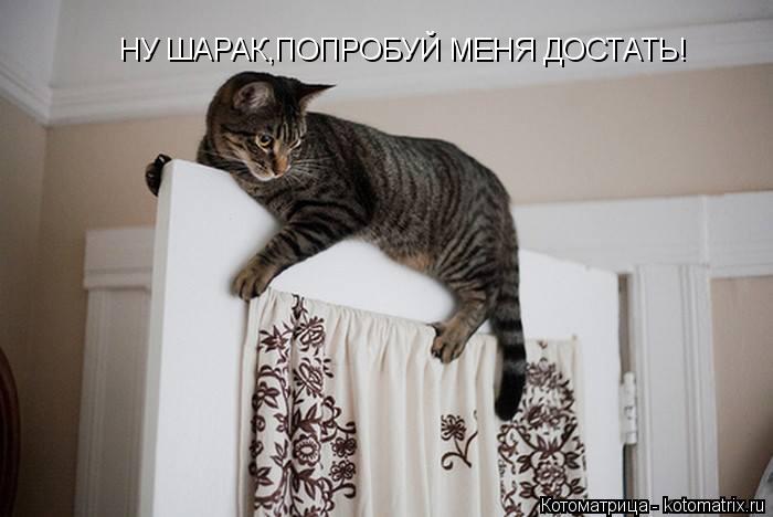 НУ ШАРАК,ПОПРОБУЙ МЕНЯ ДОСТАТЬ!... Котоматрица: НУ ШАРАК,ПОПРОБУЙ МЕНЯ ДОСТАТЬ!