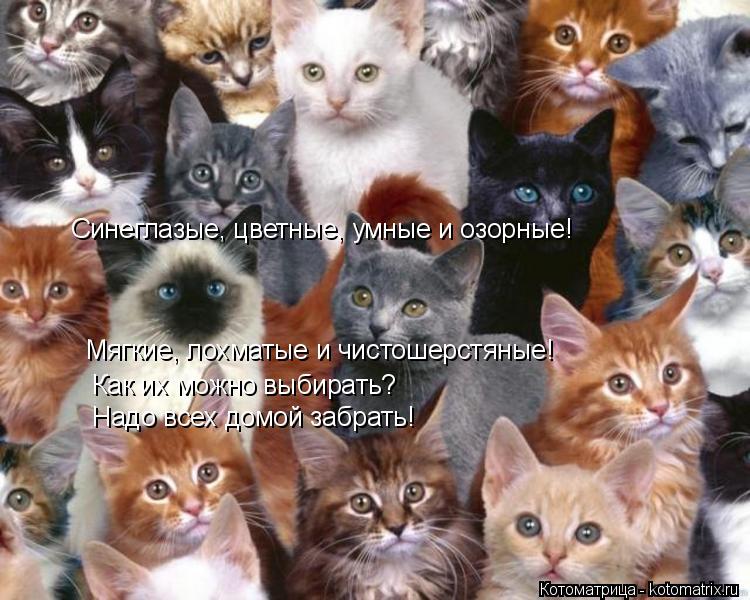 Синеглазые, цветные, умные и з Синеглазые, цветные, умные и озорные! Мягкие, лохматые и чистошерстяны... Котоматрица: Синеглазые, цветные, умные и з Синеглазые, цветные, умные и озорные! Мягкие, лохматые и чистошерстяные! Как их можно выбирать? Надо всех домо