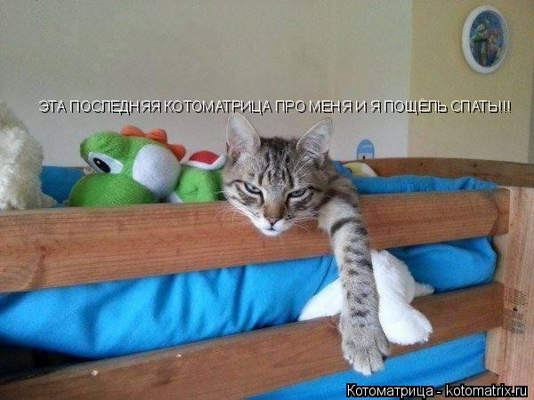 Котоматрица: ЭТА ПОСЛЕДНЯЯ КОТОМАТРИЦА ПРО МЕНЯ И Я ПОЩЁЛЬ СПАТЬ!!!