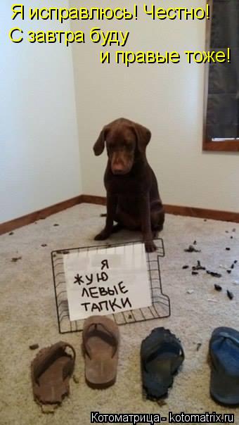 Я исправлюсь! Честно! С завтра буду и правые тоже!... Котоматрица: Я исправлюсь! Честно! С завтра буду и правые тоже!