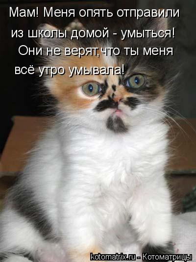 Котоматрица: Мам! Меня опять отправили  из школы домой - умыться! Они не верят,что ты меня  всё утро умывала!