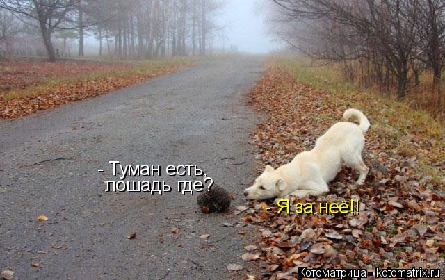 Котоматрица: - Туман есть,  лошадь где?  - Я за неё!!