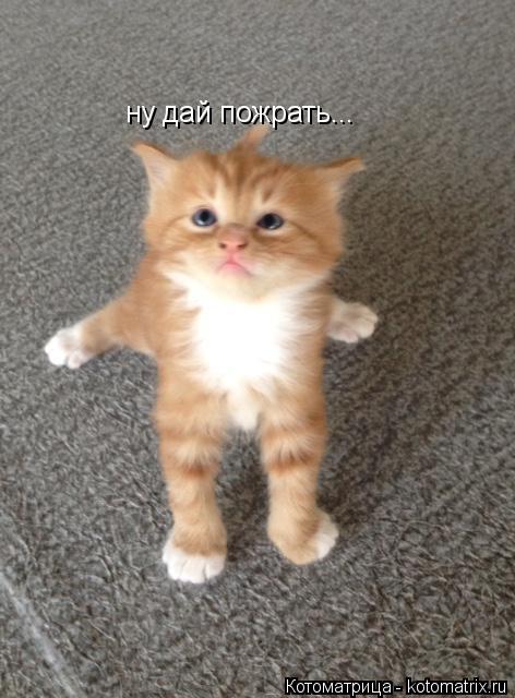 Котоматрица: ну дай пожрать...