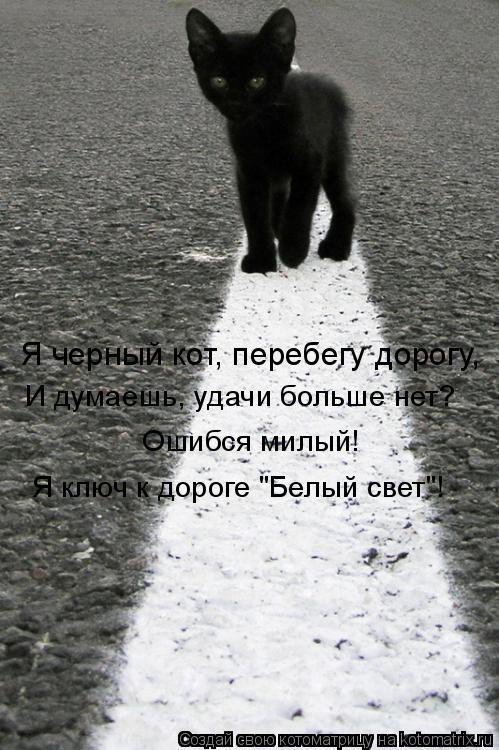 Котоматрица: Я черный кот, перебегу дорогу,  Ошибся милый! Я ключ к дороге "Белый свет"! И думаешь, удачи больше нет?