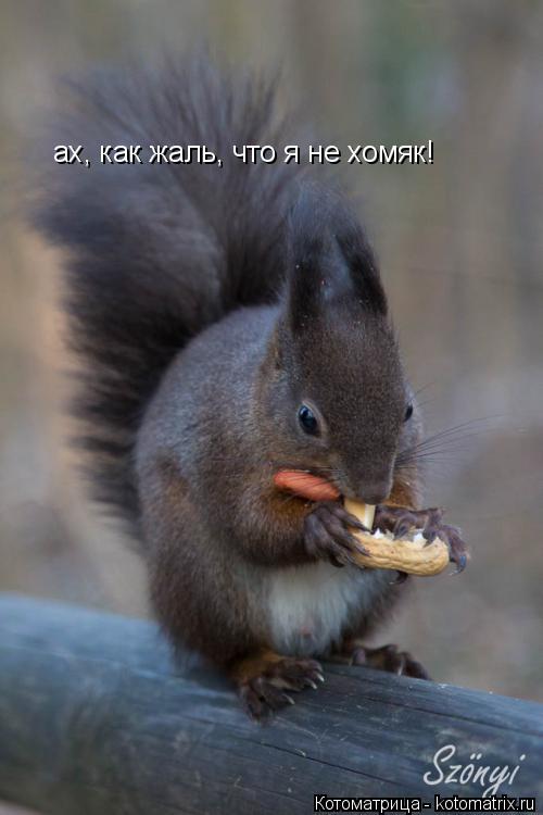 Котоматрица: ах, как жаль, что я не хомяк!