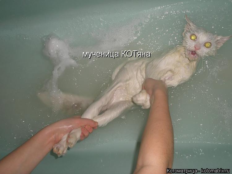 Котоматрица: мученица КОТяна