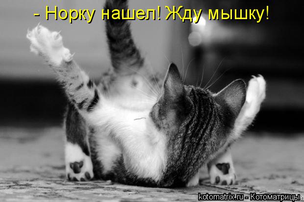 Котоматрица: - Норку нашел! Жду мышку!