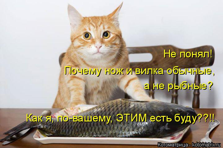 Не понял! Почему нож и вилка обычные, а не рыбные? Как я, по-вашему, ЭТИМ есть буду??!!... Котоматрица: Не понял! Почему нож и вилка обычные, а не рыбные? Как я, по-вашему, ЭТИМ есть буду??!!