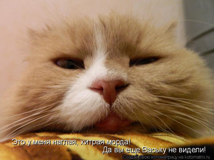 Котоматрица: Это у меня наглая, хитрая морда! Да вы еще Ваську не видели!