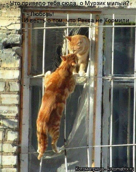 Котоматрица: - Что привело тебя сюда, о Мурзик милый? И весть о том, что Рекса не Кормили... - Любовь!