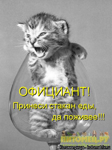 Котоматрица: ОФИЦИАНТ! Принеси стакан еды, да поживее!!!