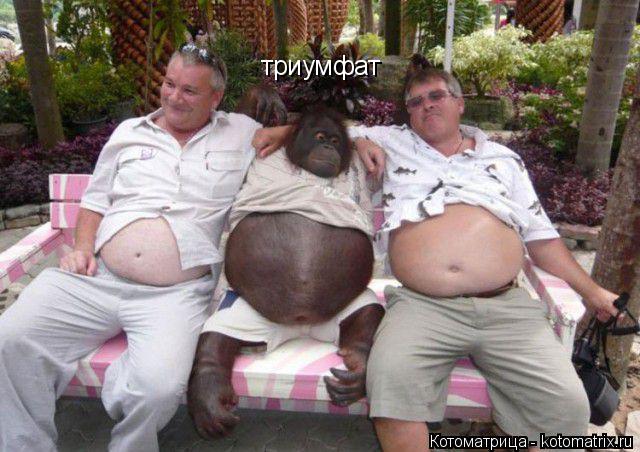 Котоматрица: триумфат