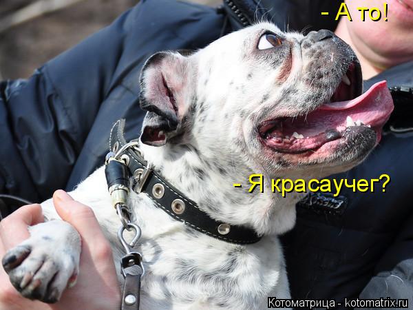 Котоматрица: - Я красаучег? - А то!