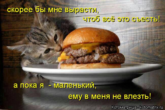 Котоматрица: скорее бы мне вырасти,  чтоб всё это съесть! а пока я  - маленький, ему в меня не влезть!