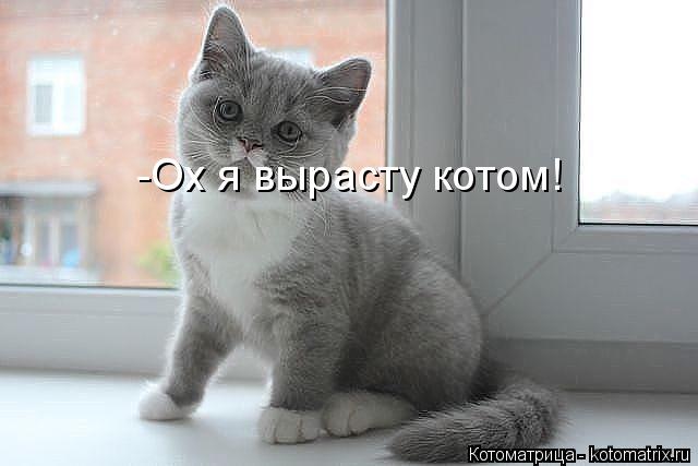 Котоматрица: -Ох я вырасту котом!