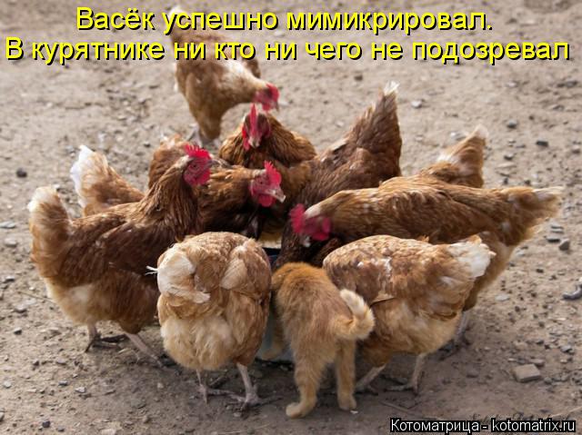 Котоматрица: Васёк успешно мимикрировал. В курятнике ни кто ни чего не подозревал