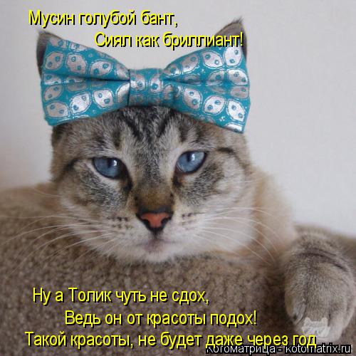 Котоматрица: Мусин голубой бант, Сиял как бриллиант! Ну а Толик чуть не сдох, Такой красоты, не будет даже через год Ведь он от красоты подох!