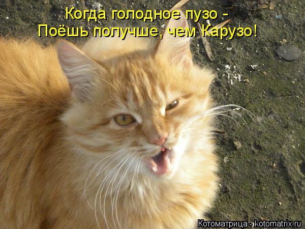 Котоматрица: Когда голодное пузо - Поёшь получше, чем Карузо!