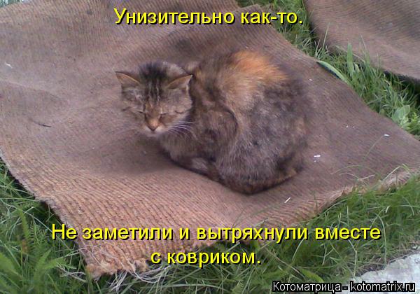 Котоматрица: Унизительно как-то. Не заметили и вытряхнули вместе с ковриком.