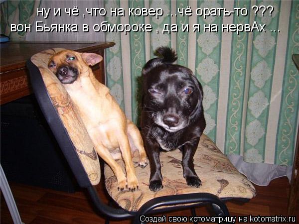 ну и чё ,что на ковер ...чё орать-то ??? вон Бьянка в обмороке , да и я на нервАх ...... Котоматрица: ну и чё ,что на ковер ...чё орать-то ??? вон Бьянка в обмороке , да и я на нервАх ...