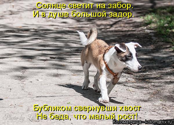Котоматрица: Солнце светит на забор.  И в душе большой задор. Бубликом свернувши хвост Не беда, что малый рост!