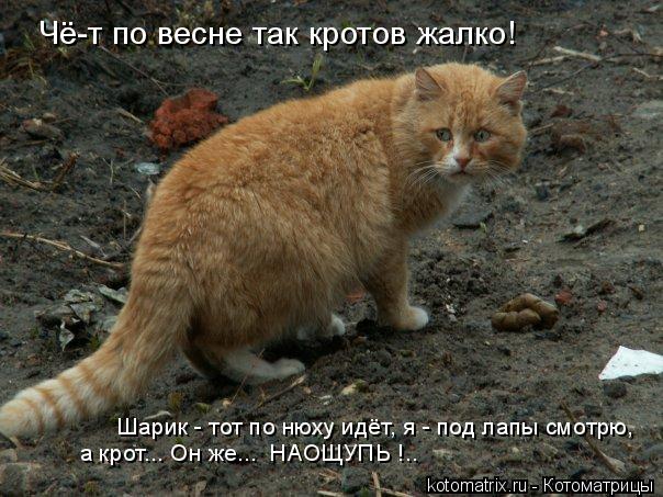 Котоматрица: Чё-т по весне так кротов жалко! Шарик - тот по нюху идёт, я - под лапы смотрю,  а крот... Он же...  НАОЩУПЬ !..